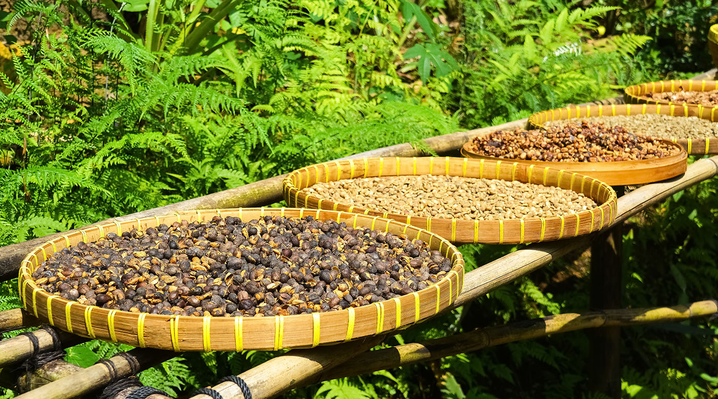 Premium Coffee Export